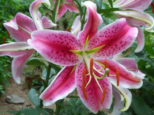 Lily