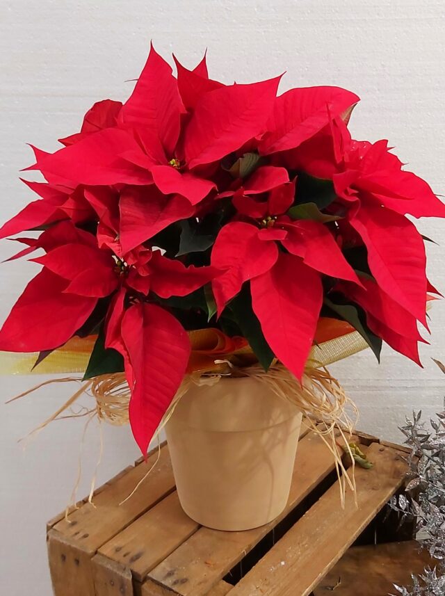 Poinsettia