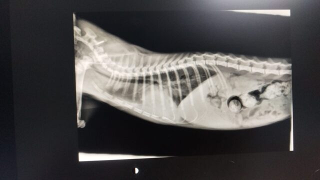 LL thoracic radiography