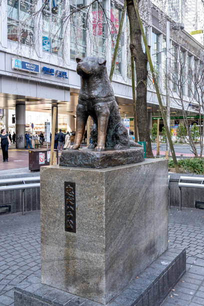 The statue of Hachiko is located at Shibuya station in Tokyo, Japan