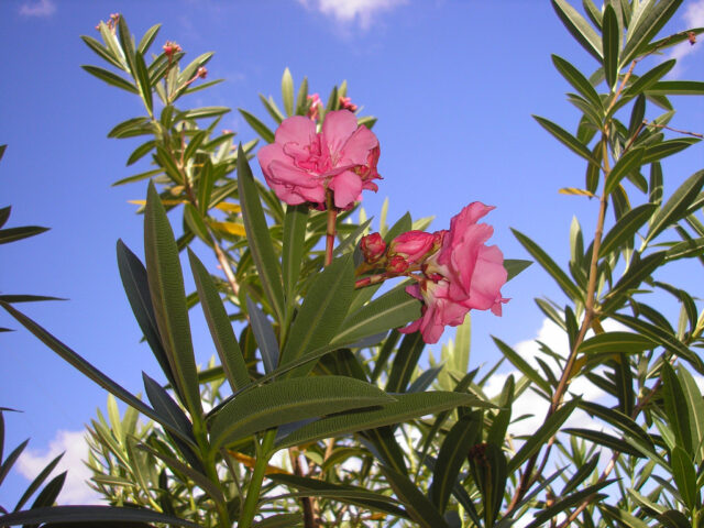 Oleander