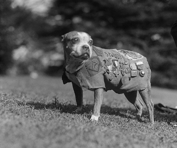 Stubby, the sergeant dog