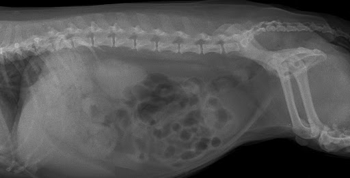 Radiografía de la anatomía normal del abdomen de un perro
