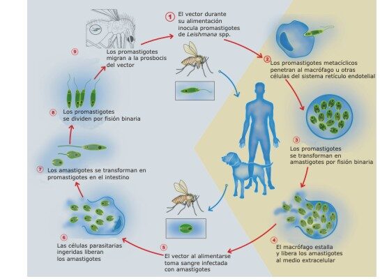 Ciclo biológico de la Leishmania spp.