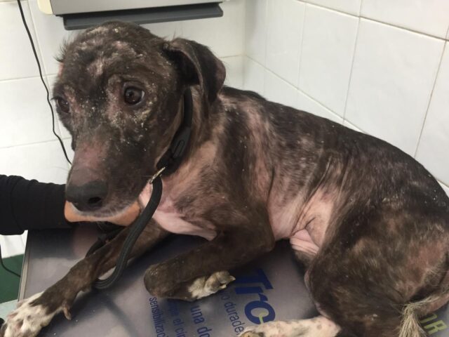 Lesiones cutáneas típicas de un perro con Leishmania spp.
